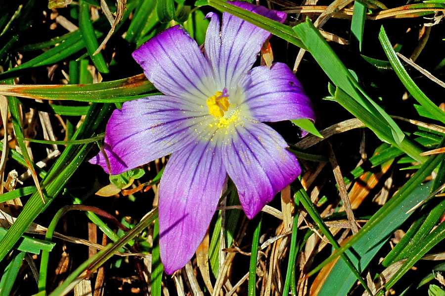 Ibrido di Romulea ligustica?